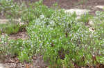 Apalachicola false rosemary